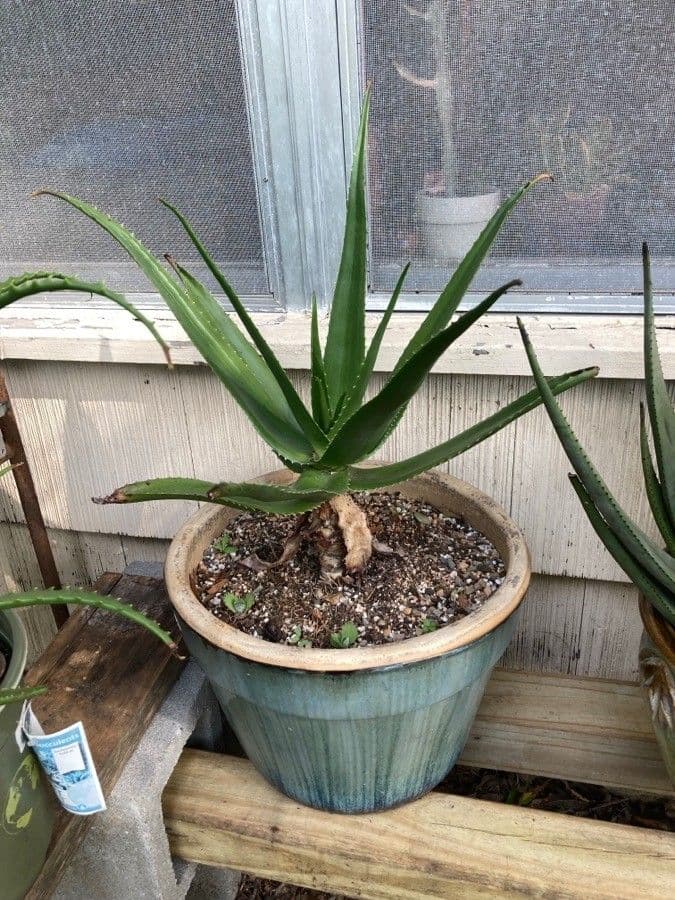 Aloe 4