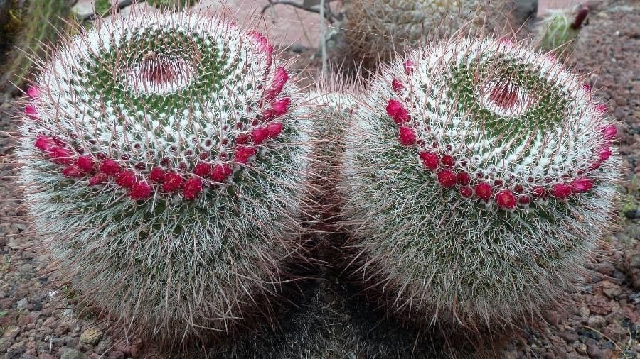 Mammillaria 2