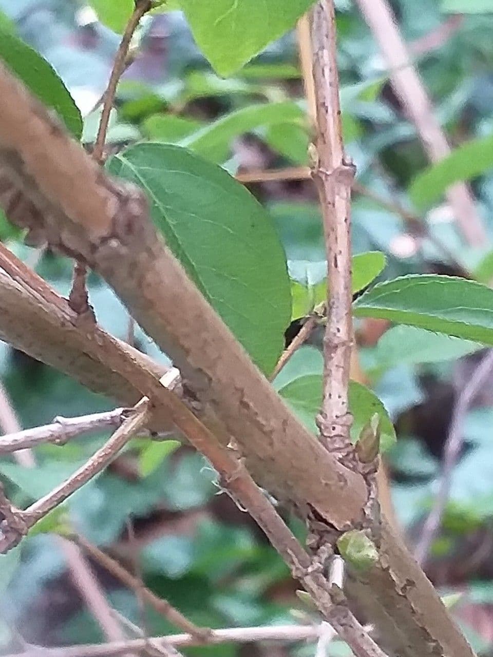 Caprifoglio profumato 23