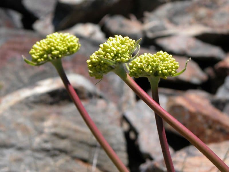 Eriogonum 6