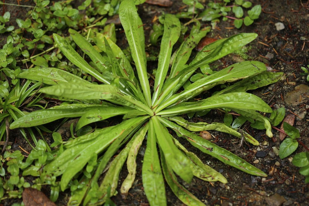 Helenium 15