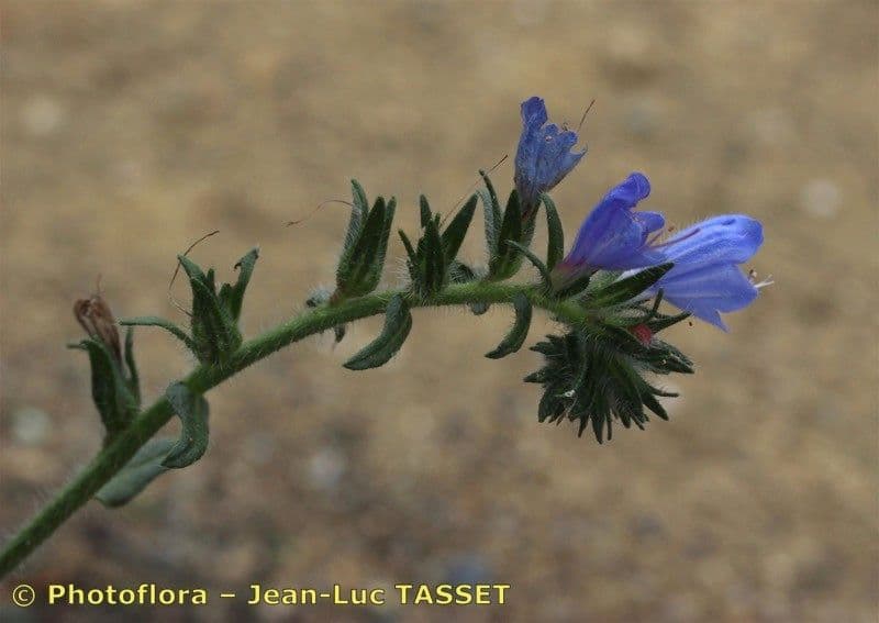 Echium gaditano