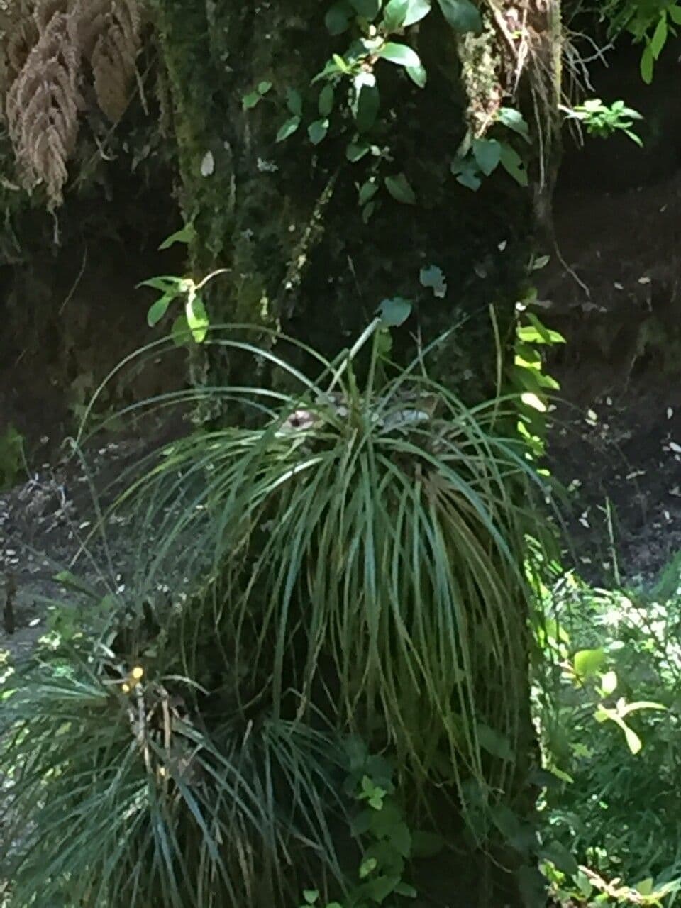 Fascicularia 12