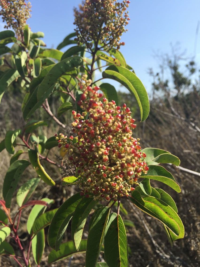 Malosma