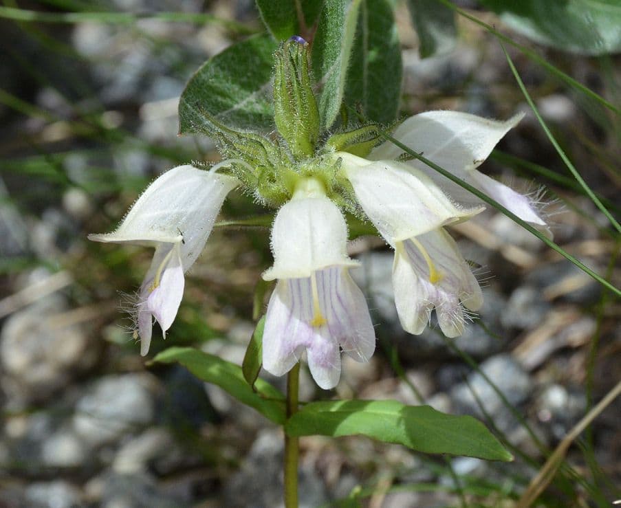 Penstemon 4