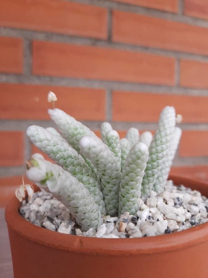 Anacampseros 11