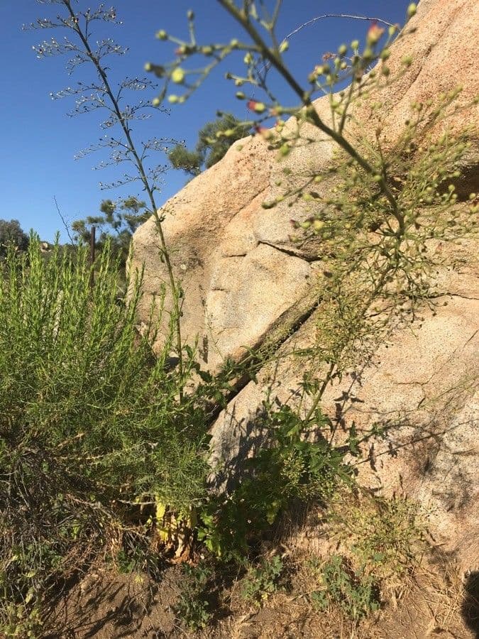 Scrofularia californica 7