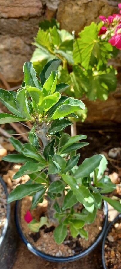 Pachypodium 6