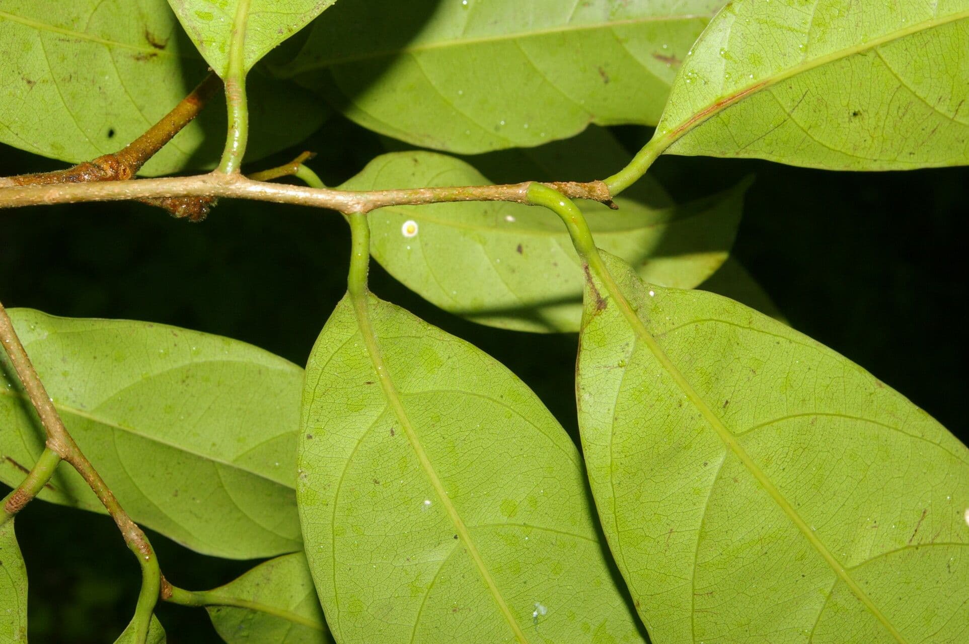 Pouteria 2