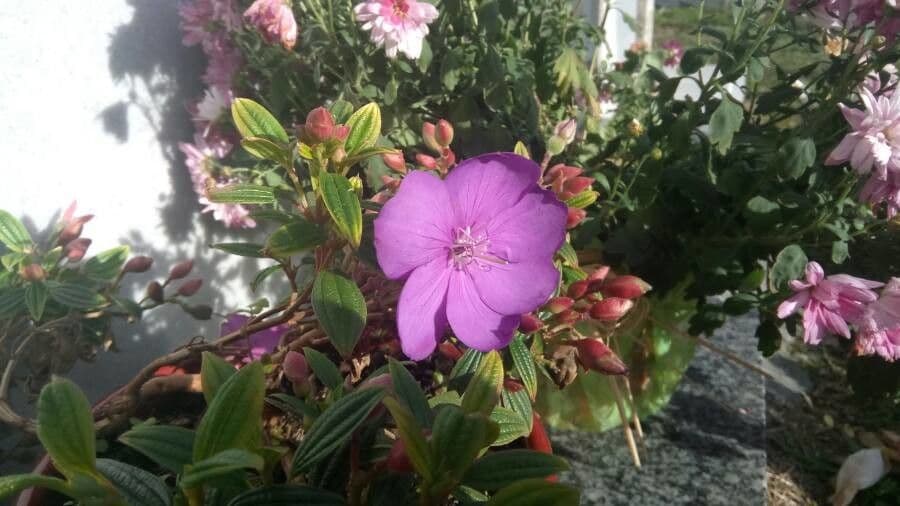 Flor de princesa 7