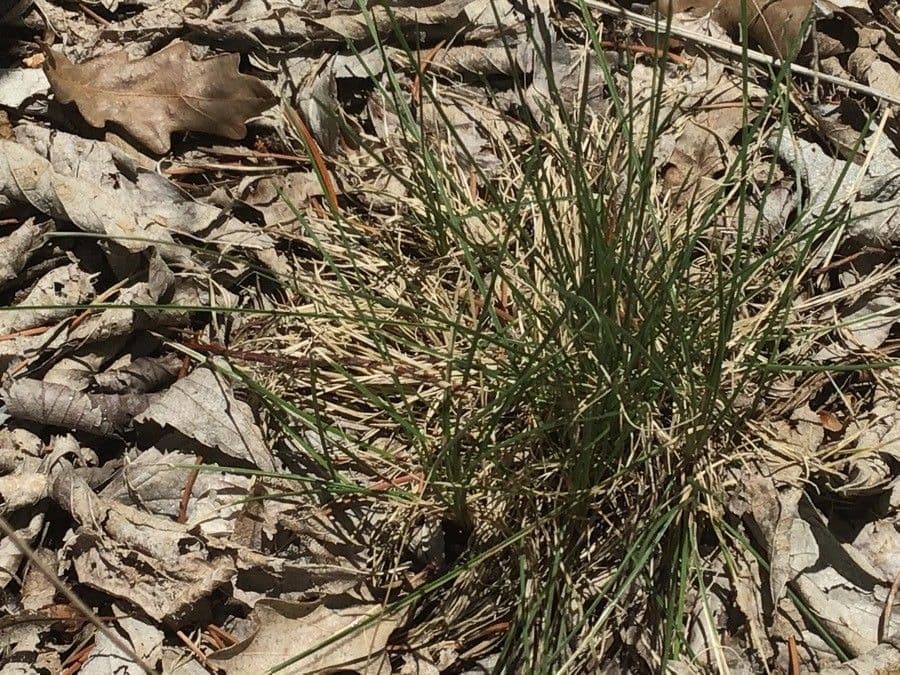 Festuca