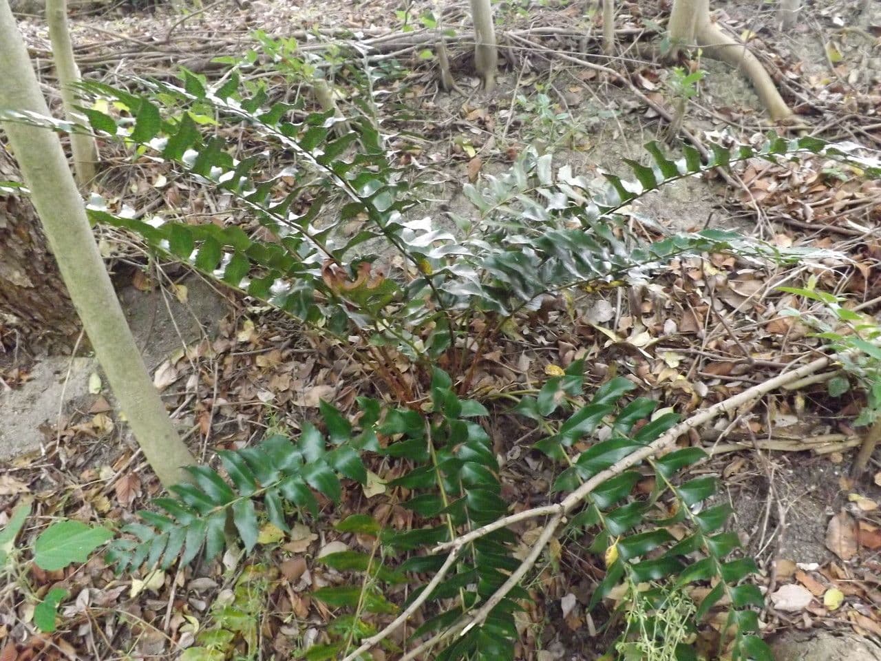 Cyrtomium falcatum 4