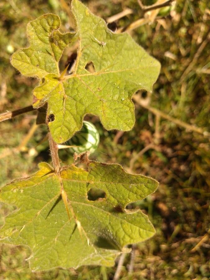 Solanum 16