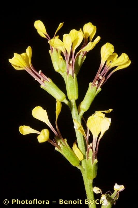 Falsa ginestra 20