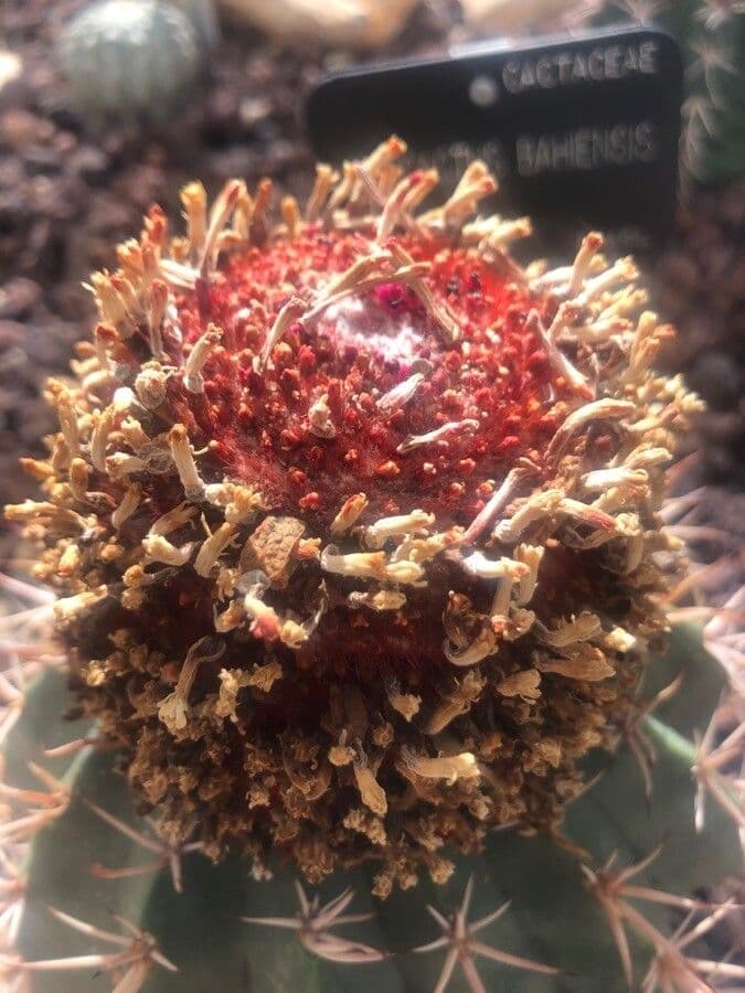 Melocactus 3