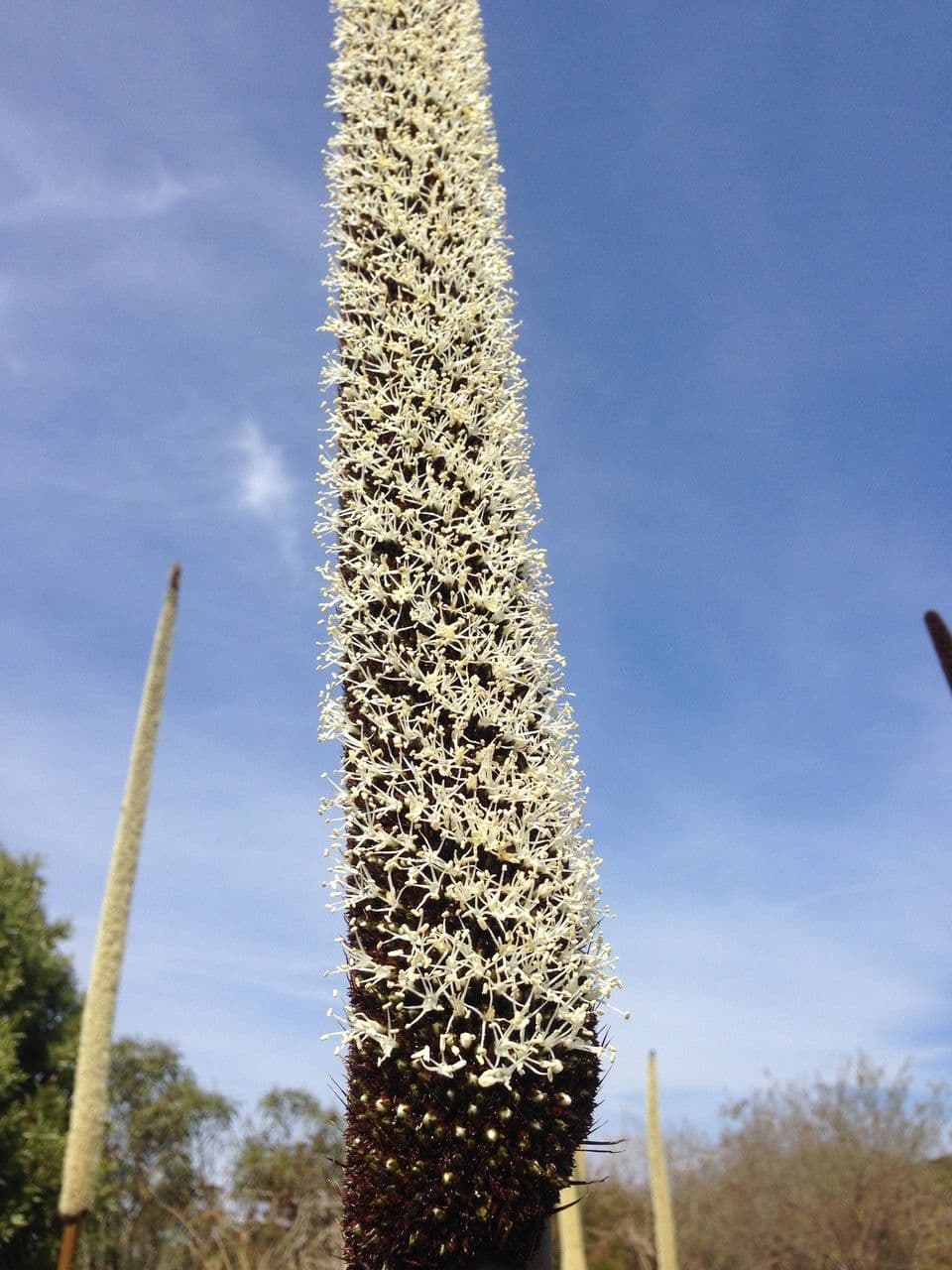Xanthorrhoea glauca 6