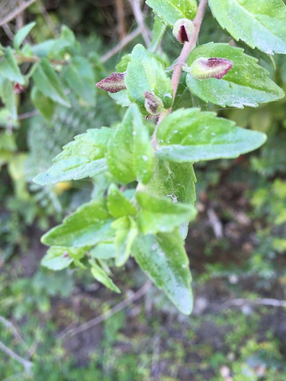 Mitraria 21