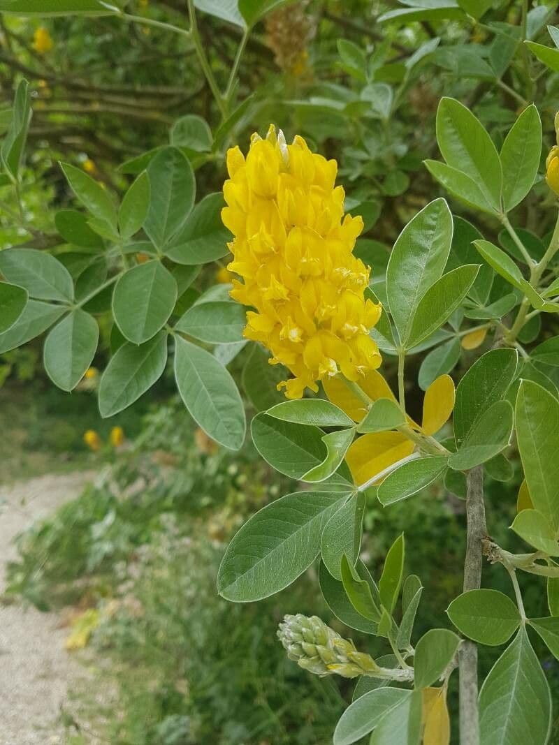Argyrocytisus battandieri 3