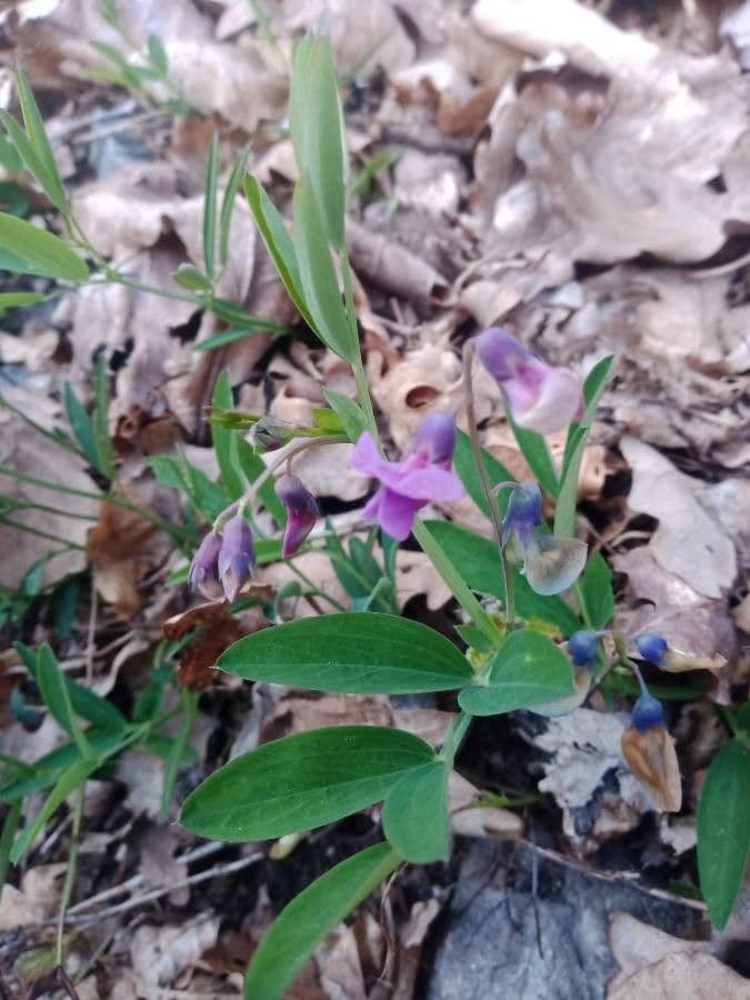 Groszek skrzydlasty 4