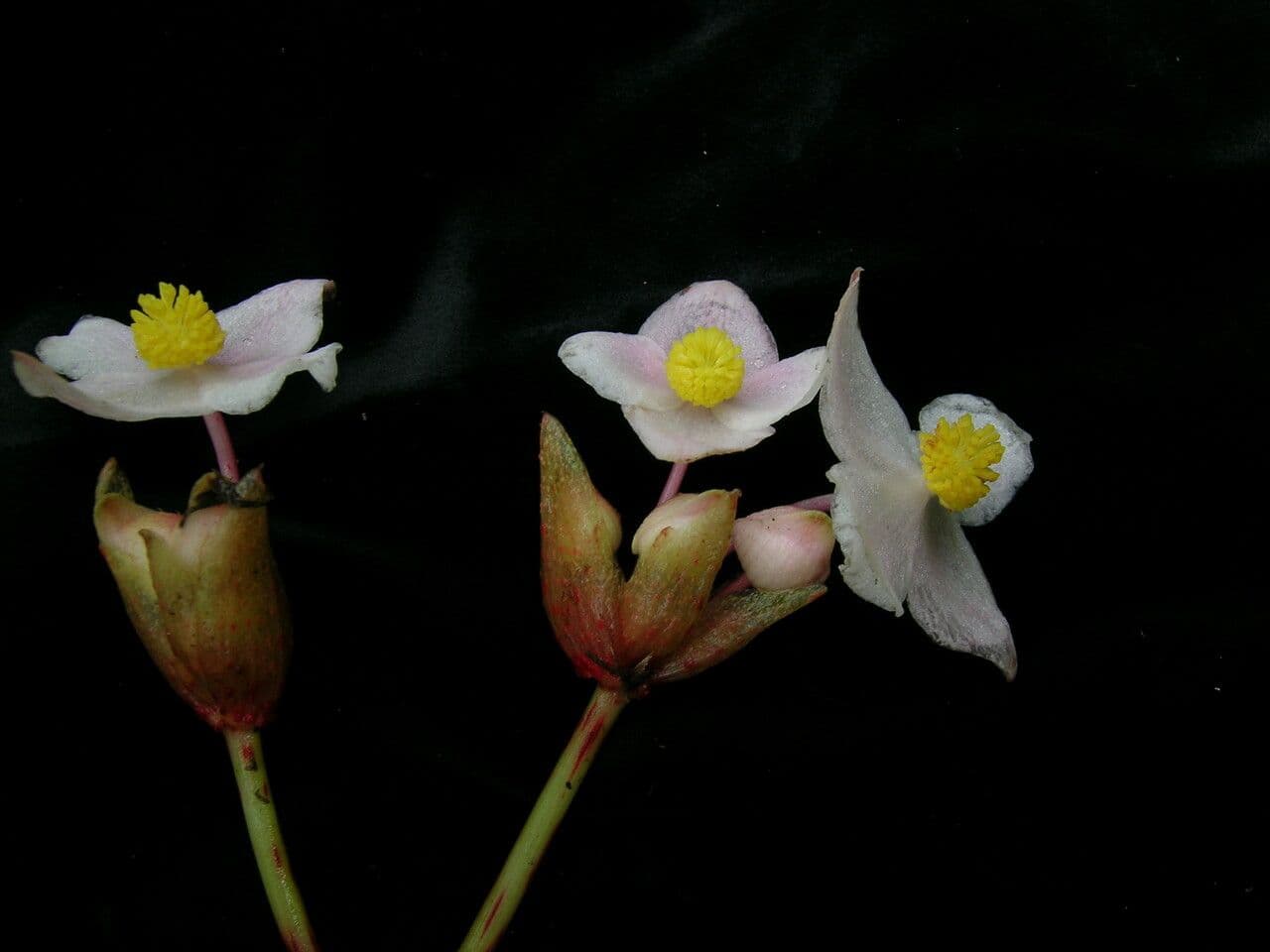 Begonia 9