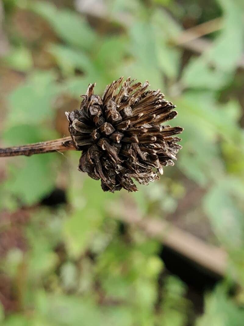 Heliopsis