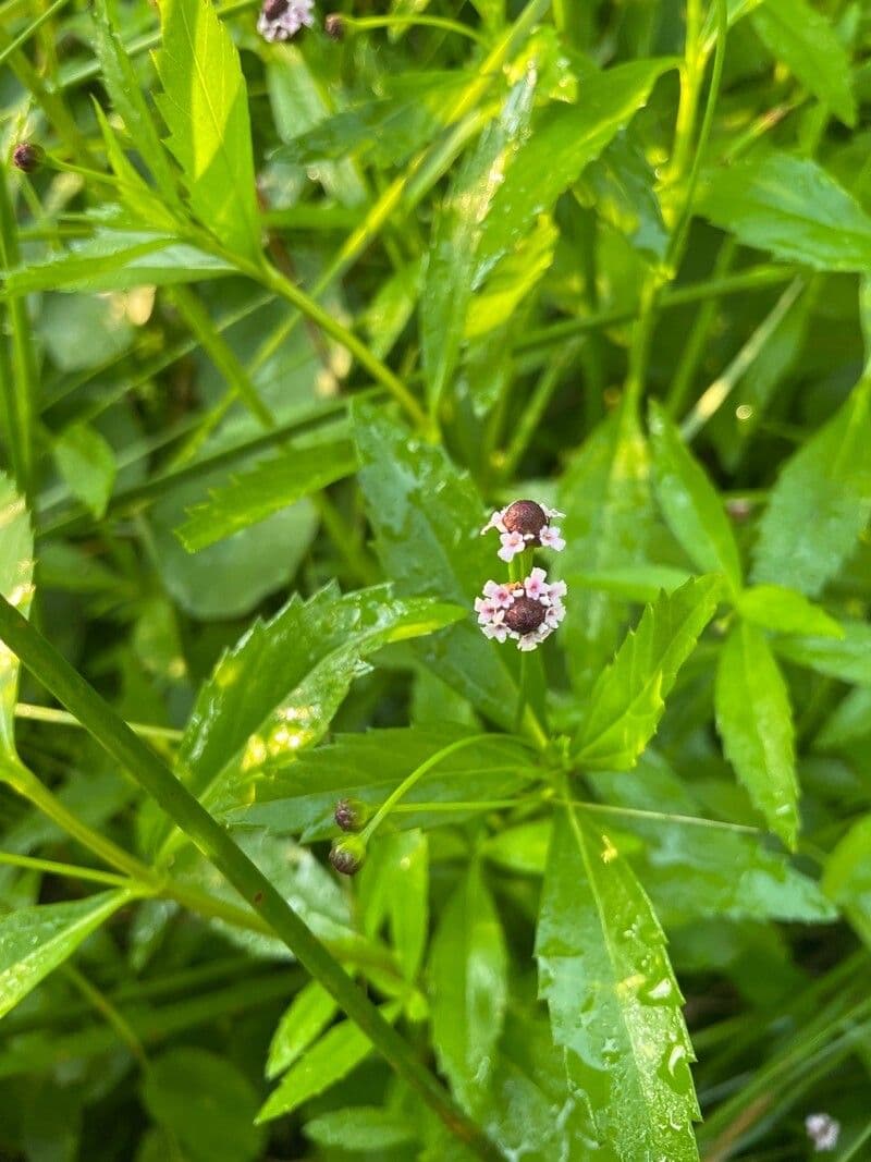 Lippia lanceolata 7