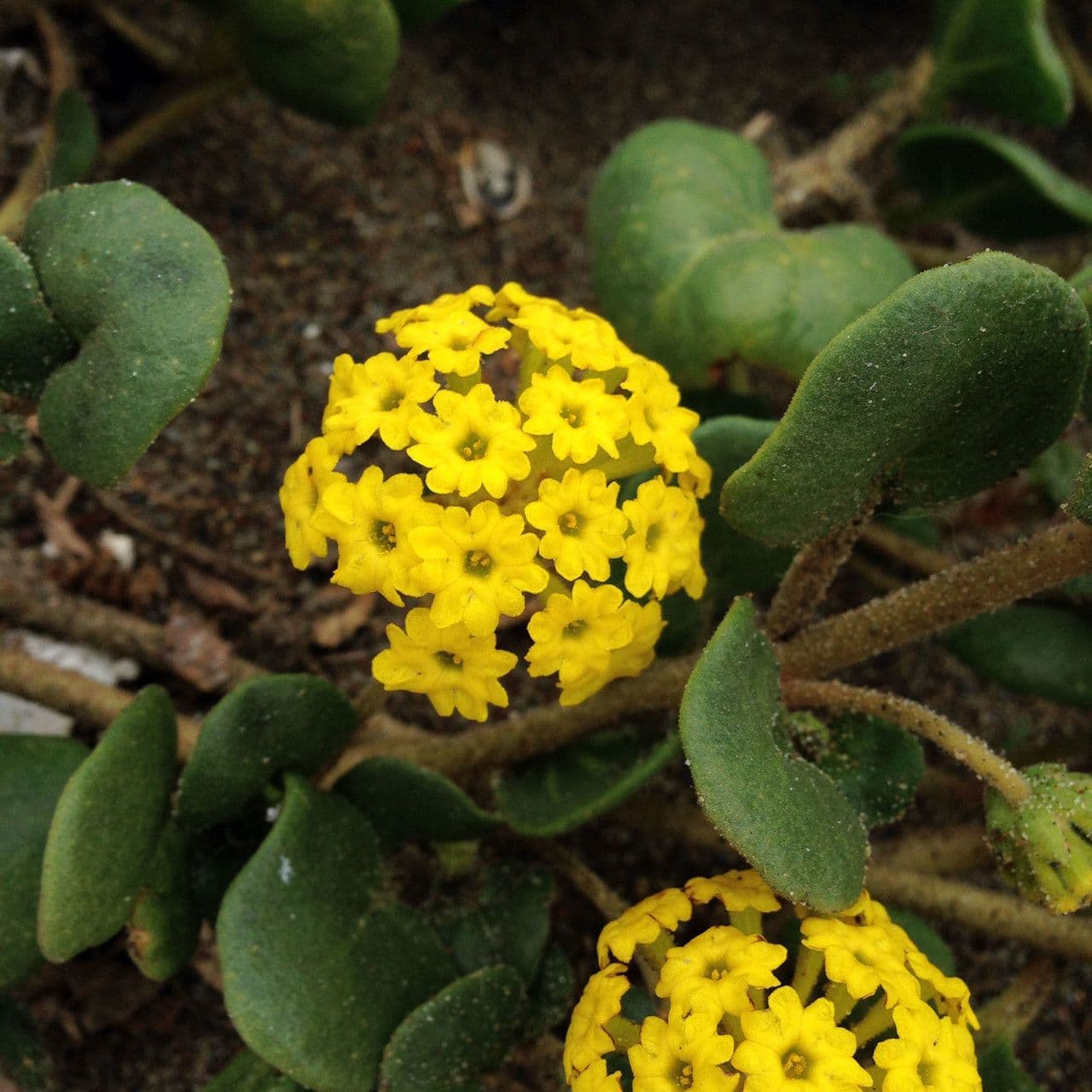 Abronia 20