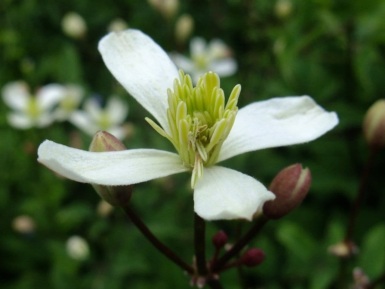 Clematis 4