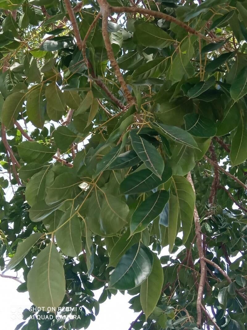 Mogano 15