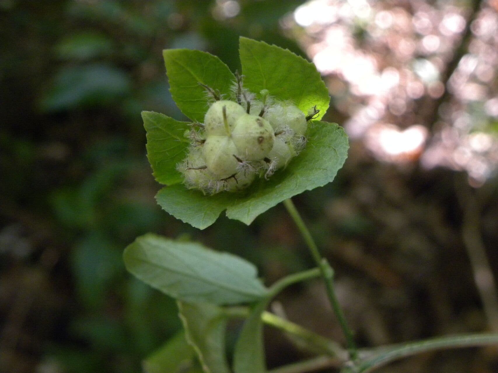 Dalechampie 2