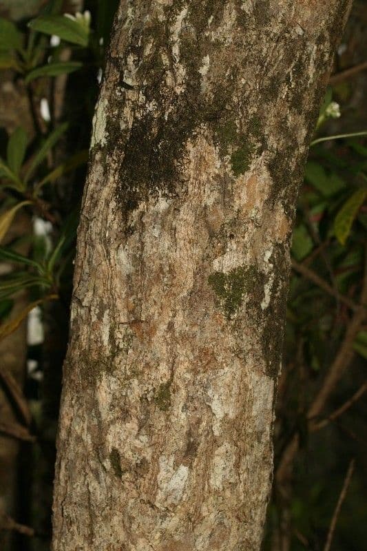Mimusops balata 18