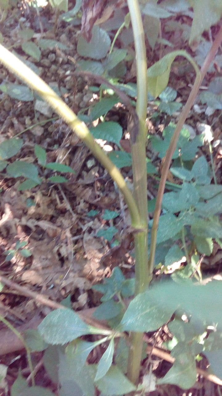 Bayonner Greiskraut 21
