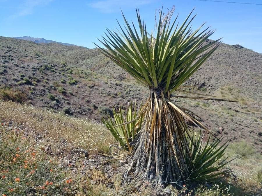 Yuca schidigera 17