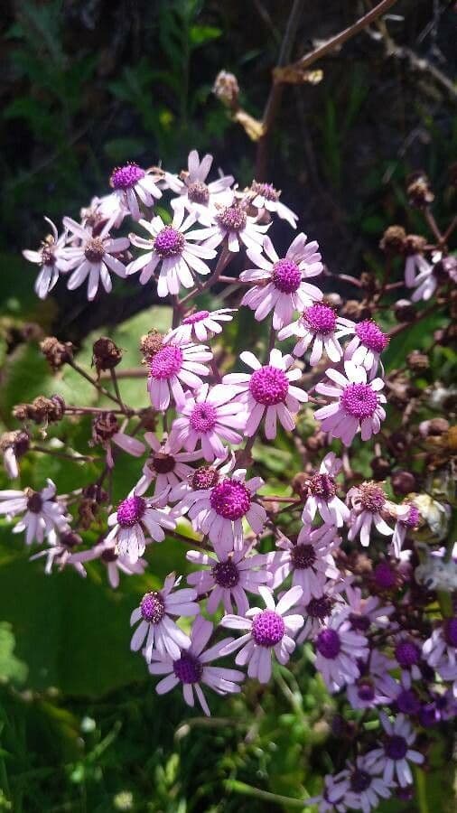 Pericallis 2