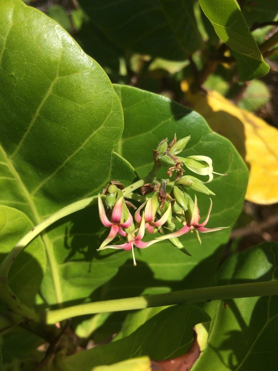 Anacardio 9