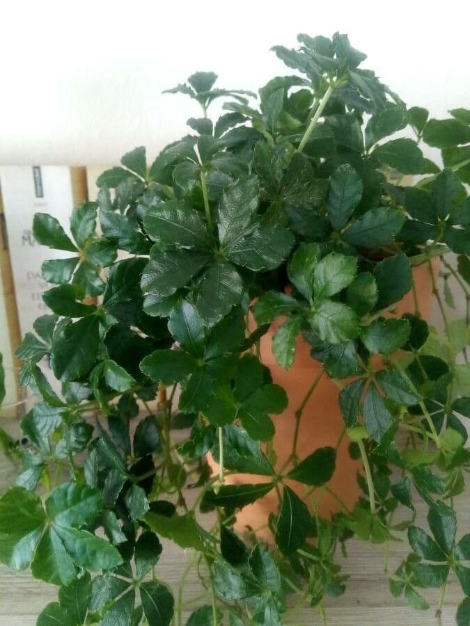 Gynostemma pentaphyllum 11