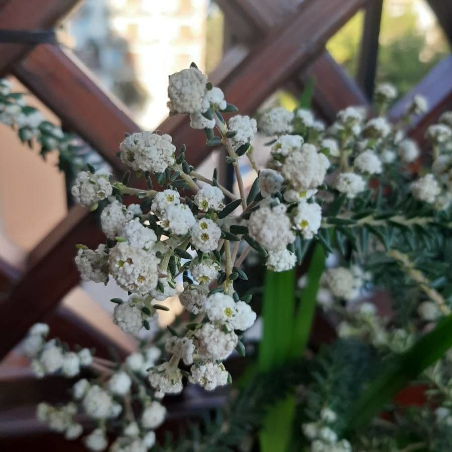 Phylica ericoides 4
