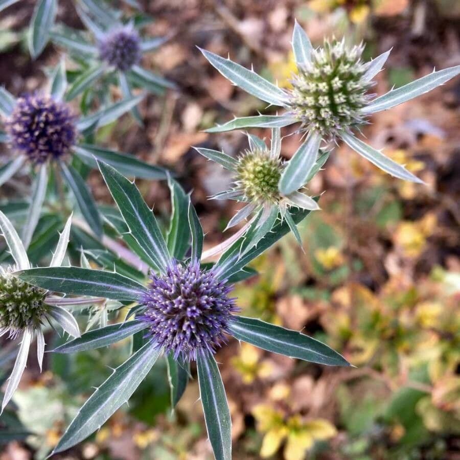 Panicaut champêtre 7