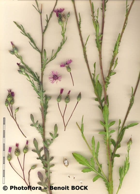 Volutaria tubuliflora 18