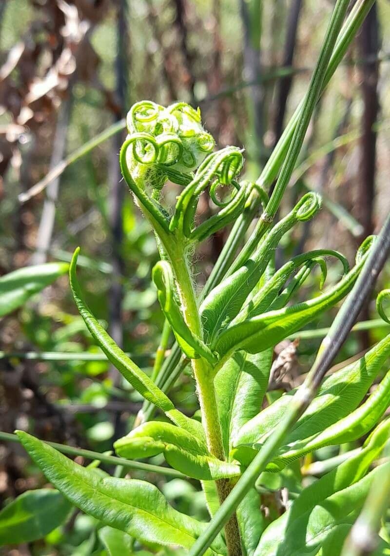 Pityrogramma 5