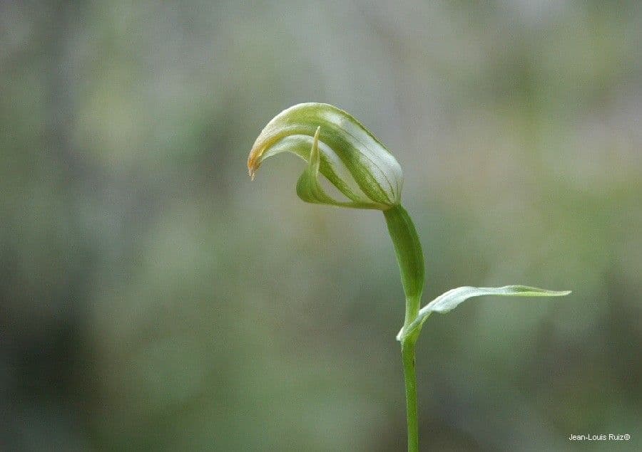 Pterostylis 2