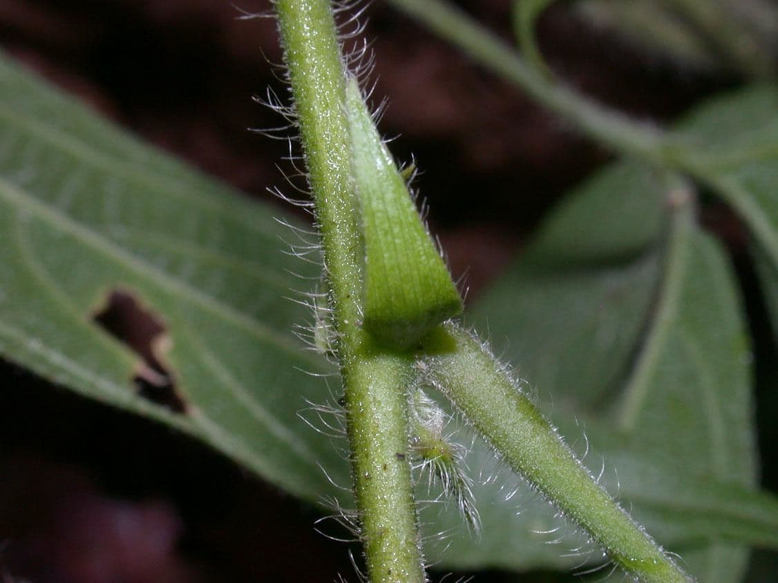 Dalechampia 14