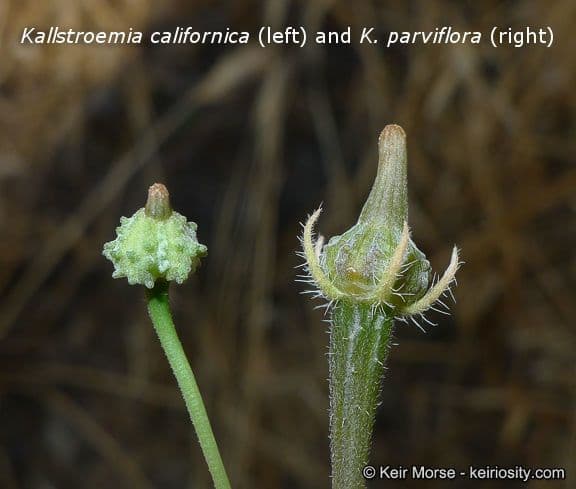 Kallstroemia californica