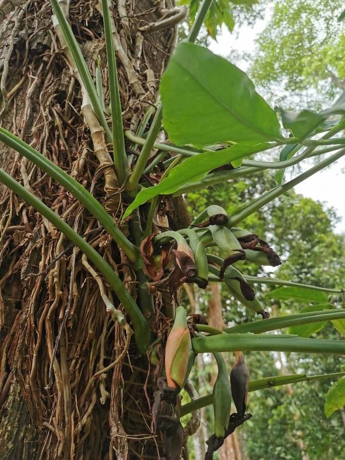 Syngonium 4