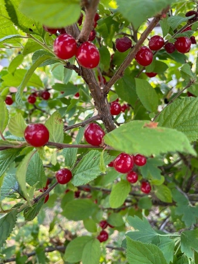 Prunus tomentosa 3