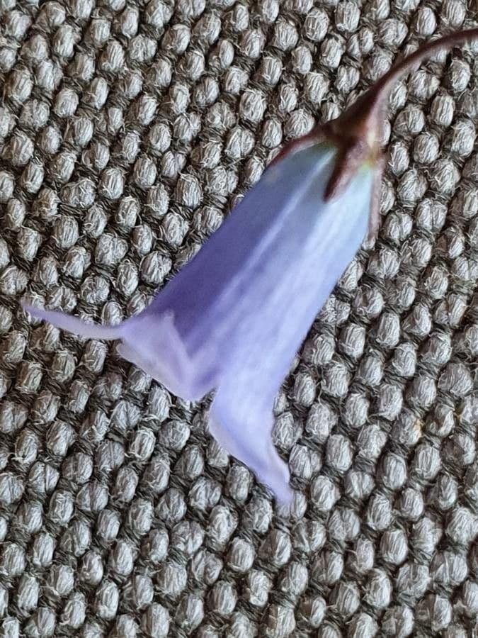 Vahlenbergia 5
