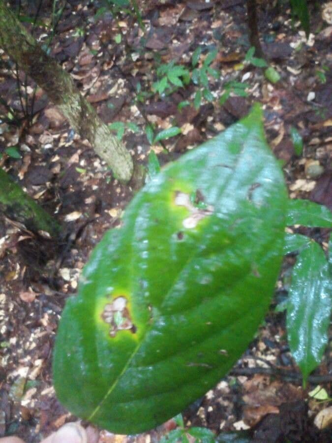 Licania 2