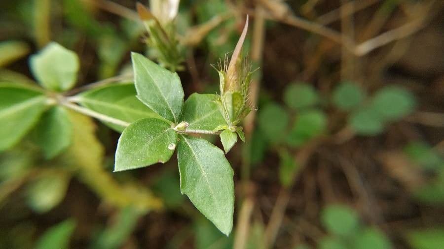 Blepharis maderaspatensis 11
