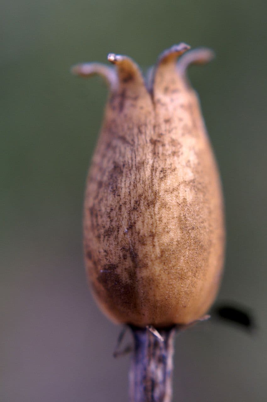 Silene italiana
