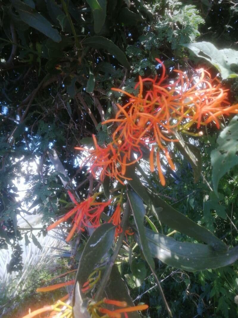 Psittacanthus rhynchanthus 3